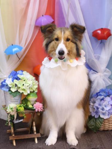 20230604ティーラちゃん